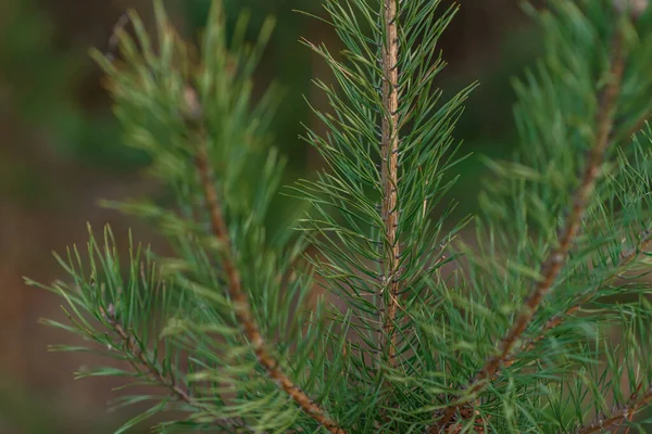 bir ağacın yeşil dalı