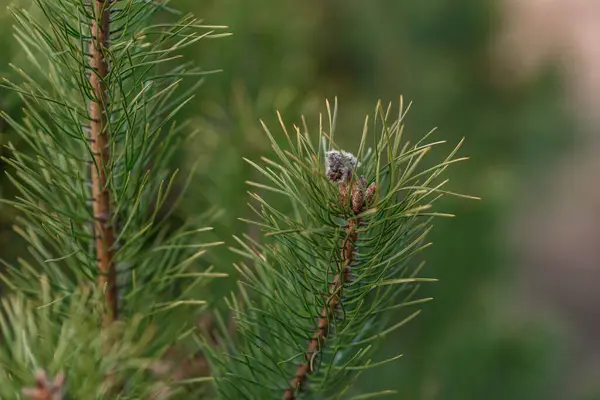 Pine Tree Branch Cones — Stock Photo, Image