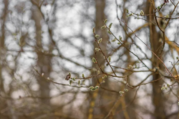 Branches Tree — Stock Photo, Image