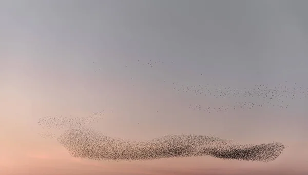 Landschap Met Mist Blauwe Lucht Met Veel Vogels — Stockfoto