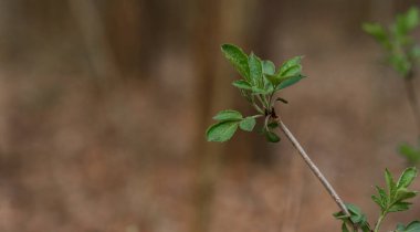 Bahçedeki bir bitkiyi kapat.