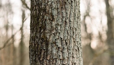 Ormandaki ağaç gövdesi