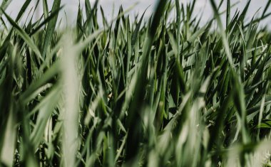 Rüzgarda yeşil çimen