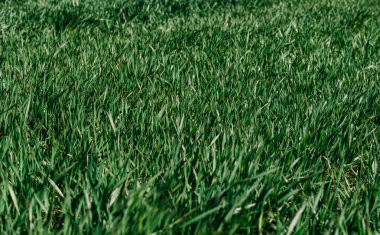 Güneşli bir günde yeşil çimenler