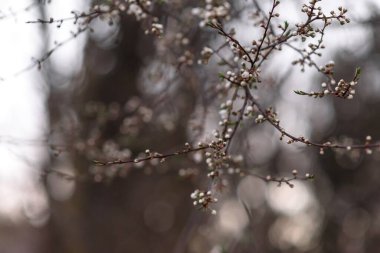 Sabah çiğ tanesinde örümcek ağı