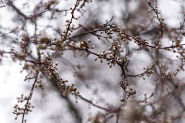Mavi gökyüzüne karşı ağaç dalları