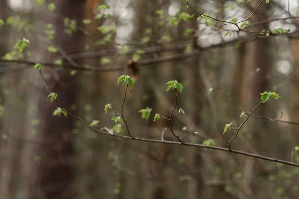 Frühling Wald — Stockfoto