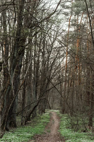 Pad Het Bos — Stockfoto