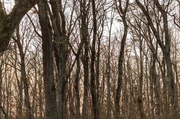 Solnedgång Skogen — Stockfoto