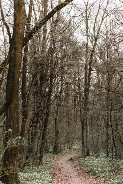 Μονοπάτι Στο Δάσος — Φωτογραφία Αρχείου