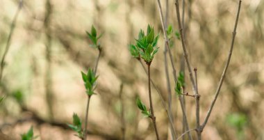 Rüzgarda yeşil çimen