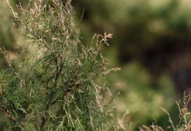 Rüzgarda yeşil çimen