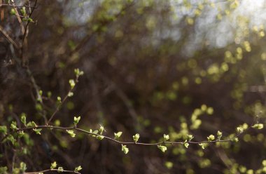 Ormanda yeşil yosun