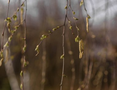 Rüzgarda donmuş çimenler