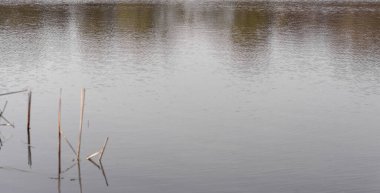 Suyun içinde sazlıklar