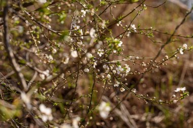 Ağacın dallarındaki çiğ taneleri