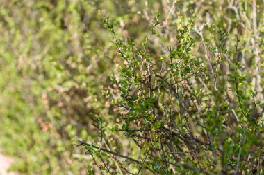 Rüzgarda yeşil çimen