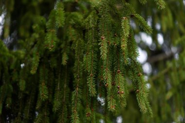Çam iğnelerini kapatın.