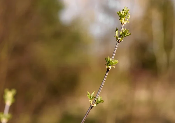 Bunga Liar Padang Rumput — Stok Foto