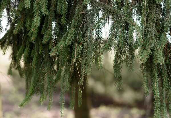 Skog Morgonen — Stockfoto