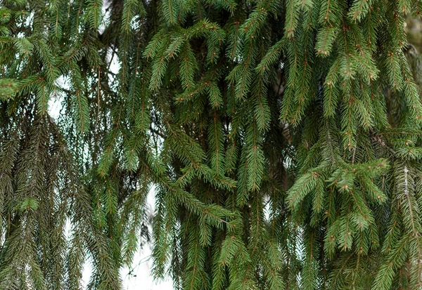 Grön Mossa Trädet — Stockfoto