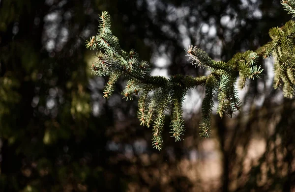 Grenar Ett Träd — Stockfoto