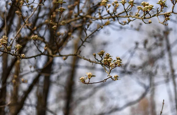 Feuilles Automne Dans Neige — Photo