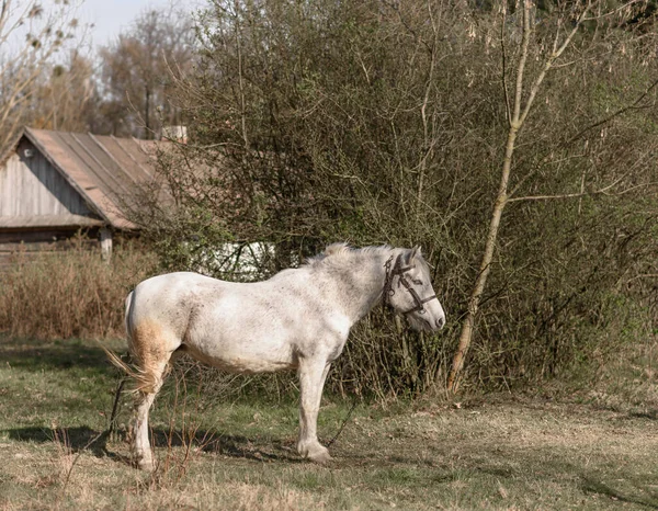 White Horse Field — Stock Photo, Image