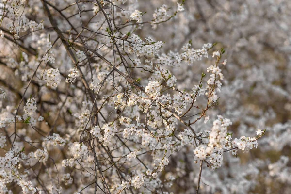 Vert Herbe Fond Fleur — Photo