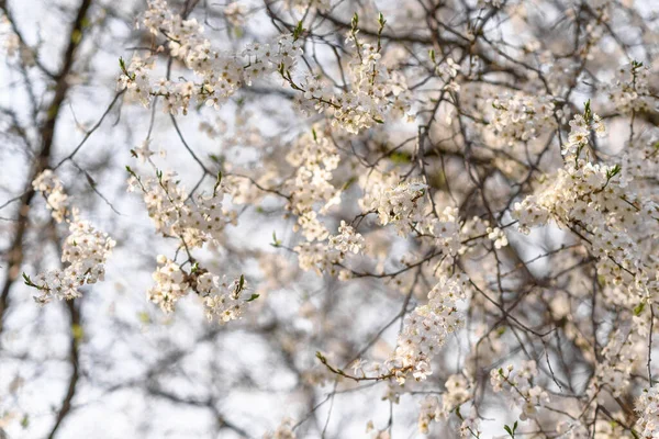 Cerisier Fleurs Printemps — Photo