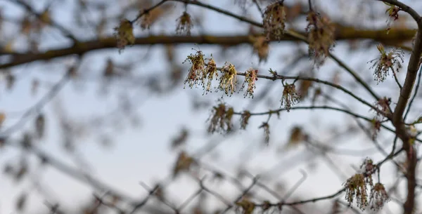 Las Ramas Del Árbol Invierno —  Fotos de Stock