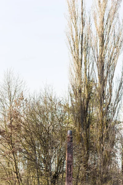 Träd Skogen — Stockfoto