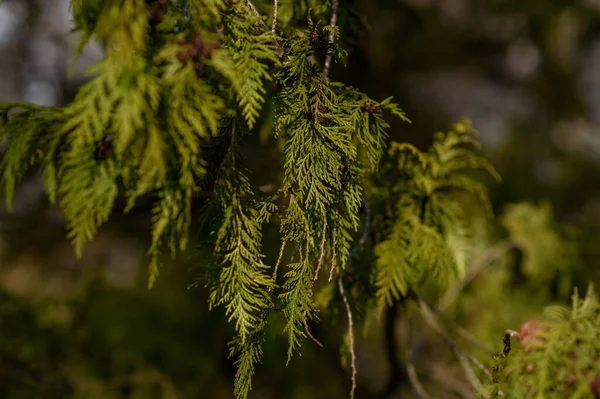 Närbild Tallbarr — Stockfoto