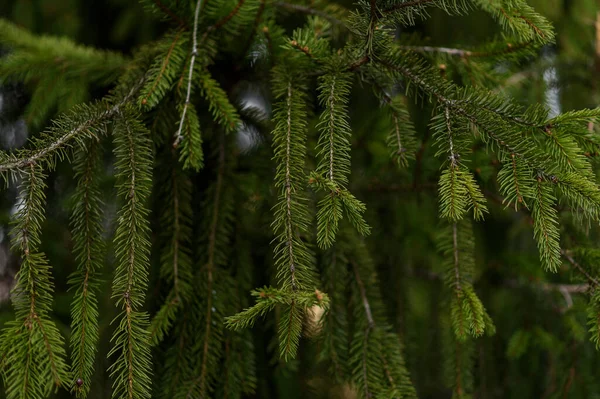 Grenar Ett Pälsträd — Stockfoto