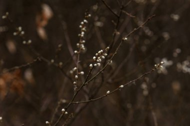 Çimlerin üzerindeki çiy damlaları