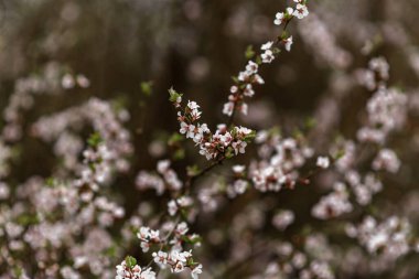 Güzel çiçek açan elma ağacı.