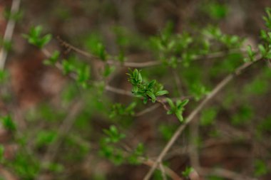 Çimlerin üzerinde kertenkele