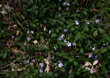 karla kaplı dallar çiçekler