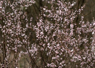 Baharda leylak çiçekleri