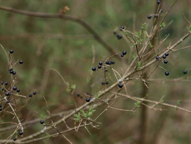 Rüzgarda kurumuş çimlere yakın