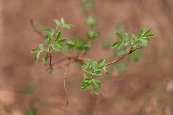 Gröna Blad Marken — Stockfoto