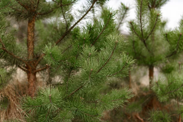 Tall Skogen — Stockfoto