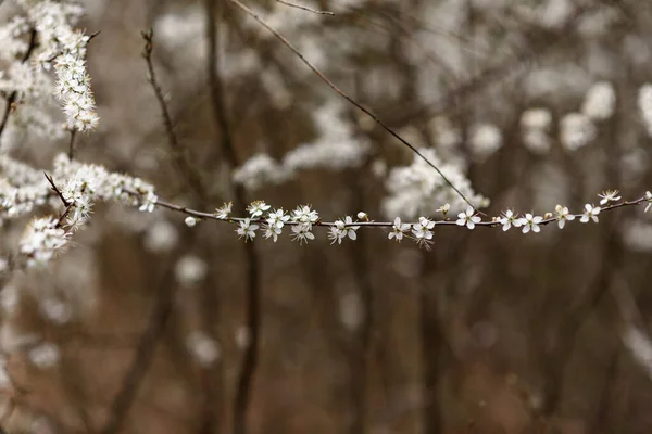 Branches Arbre Couvertes Neige — Photo