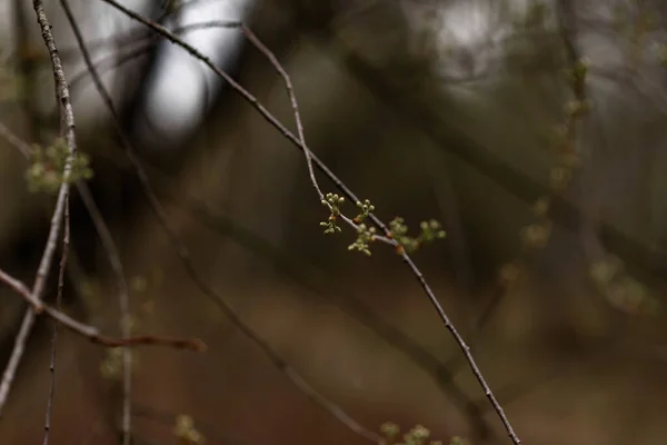 Branches Couvertes Neige Fleurs — Photo