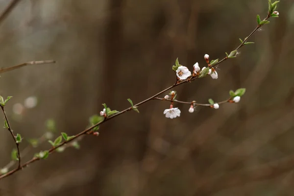 Branche Arbre Avec Rosée — Photo