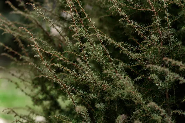 Spider Web Morning Dew — Stock Photo, Image