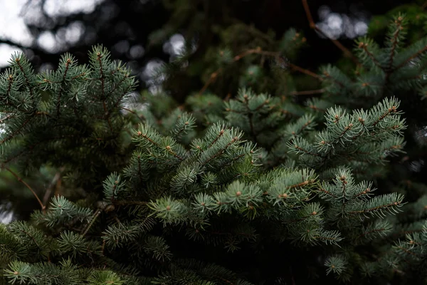 Close Pine Needles — Stock Photo, Image