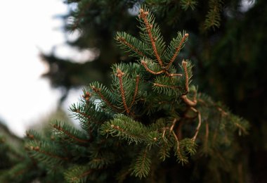 bir kürk ağacının dalları