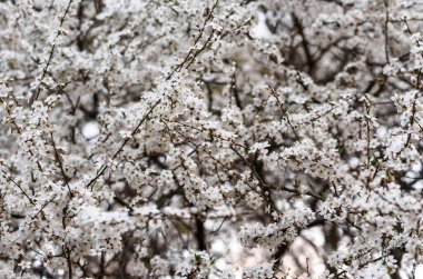 çiçek ağacı kabuğu arkaplanı