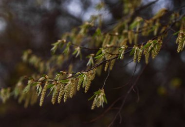 Bir ağacın dalları karla kaplıdır.